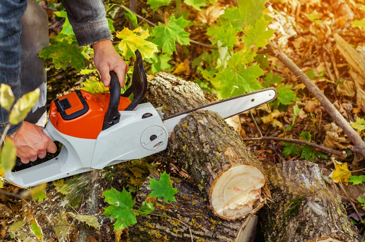 The Differences Between Tree Trimming, Tree Cutting, and Tree Pruning