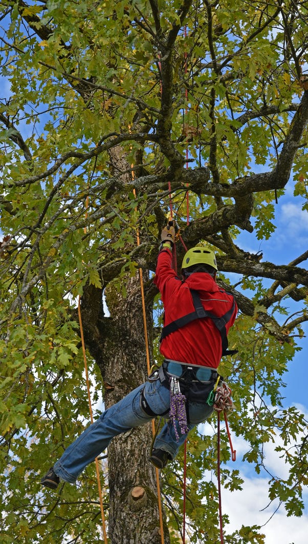 Professional Tree Services in Hales Corners, WI
