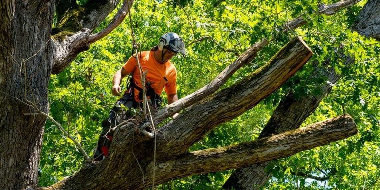 Most Trusted Tree Services in Brookfield, WI