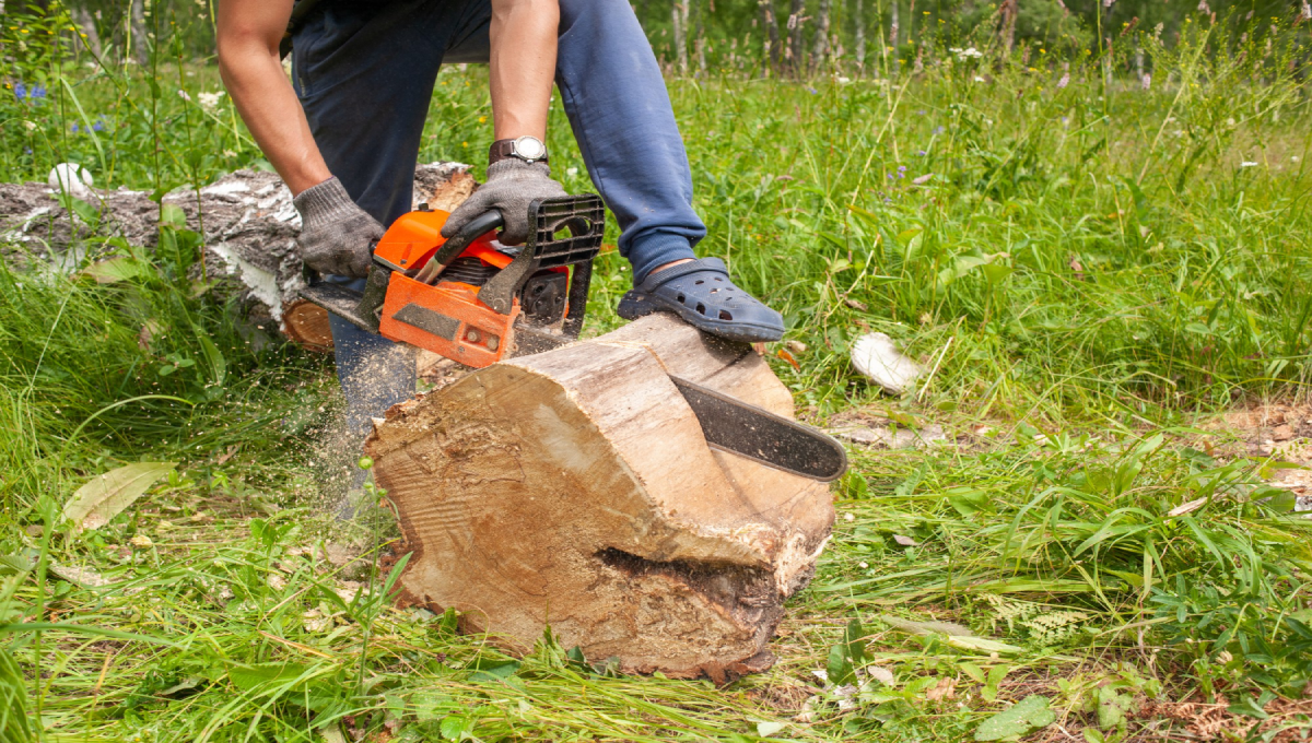 #1 Stump Grinding Services by Milwaukee Tree Care Experts