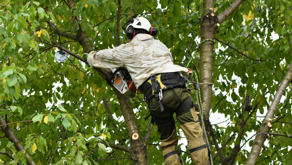 #1 Expert Tree Cutting & Trimming Services in Milwaukee, WI